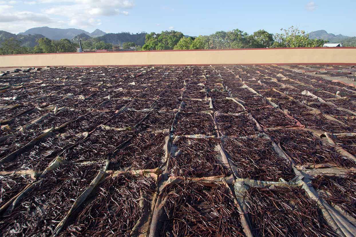 Drying vanilla in Madagascar
