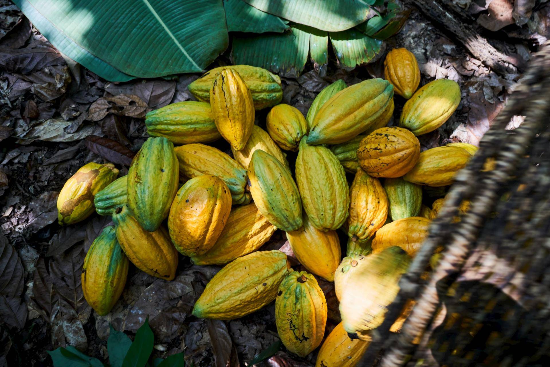 cocoa farmer and the impact of COVID-19