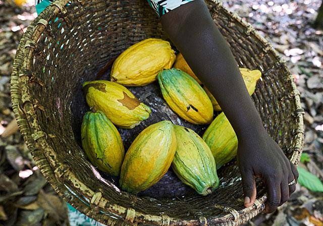 Forever Chocolate Progress Report 2018/19