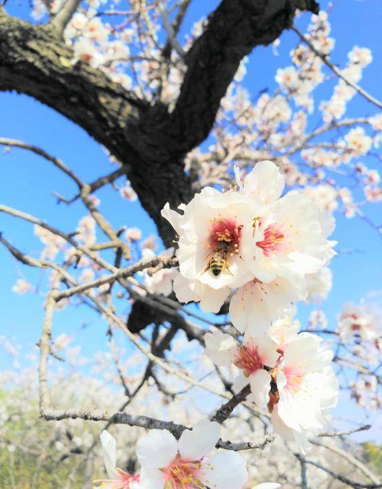 Honeybee pollinating an almond flower