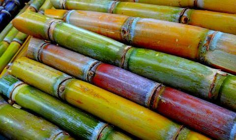 Sugar cane
