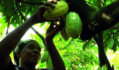 Biolands Cocoa Crop