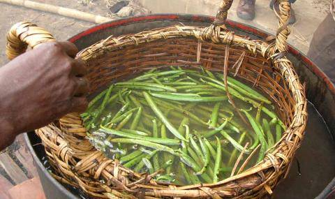 Blanching vanilla in Madagascar