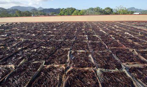 Drying vanilla in Madagascar