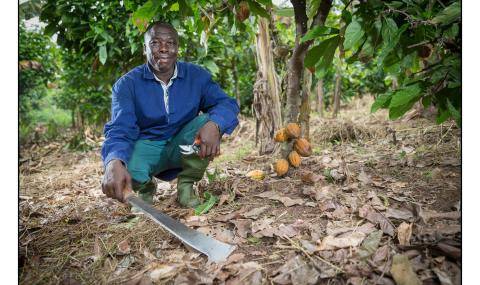 Ivorian farmer