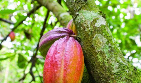 Cocoa tree