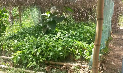 Nyonkopa - Barry Callebaut, Cocoa tree nursery