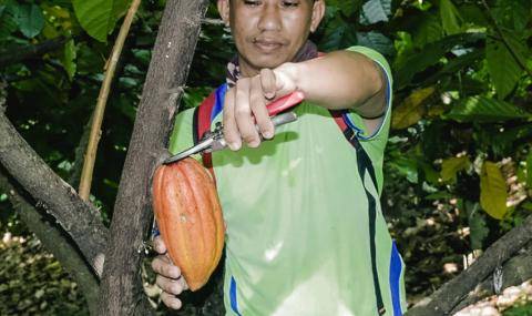 Cocoa Horizons in Indonesia