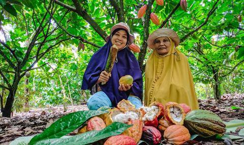 Cocoa Horizons in Indonesia