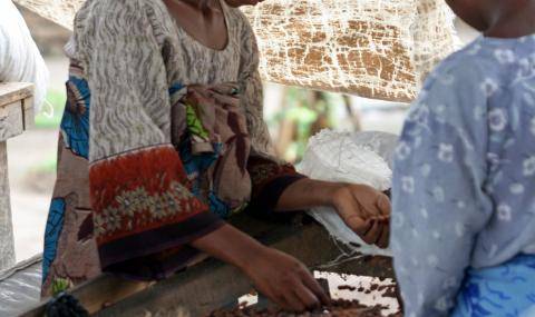 Cocoa beands being handpicked