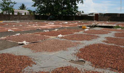 Cocoa beans drying in the sun