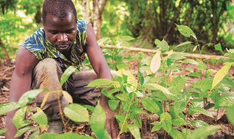 Cocoa Horizons - improving agricultural practices