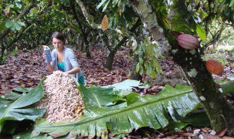 Fermenting Cocoa beans