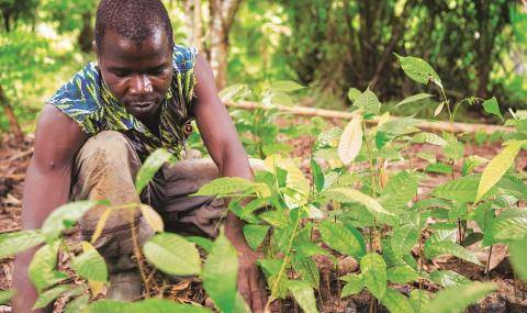 Cocoa Horizons - farmer working at tree nursery