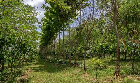 Barry Callebaut - Forever Chocolate Impact beyond 2025