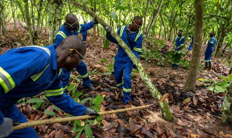 Pruning team farm workers Cote Ivoire