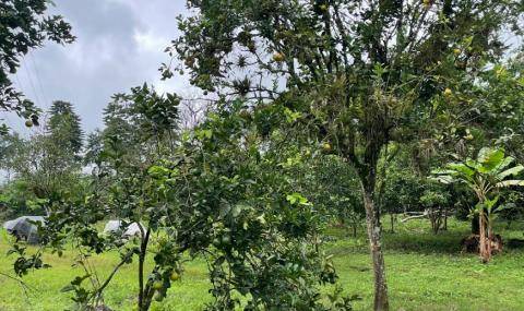 Fruit and native trees