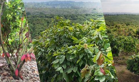 Barry Callebaut launches Future Farming Initiative