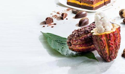 Barry Callebaut adds upcycled cacaofruit to its sustainability solutions portfolio