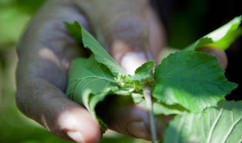 Barry Callebaut achieves FSA Equivalency for Sustainable Hazelnut Charter