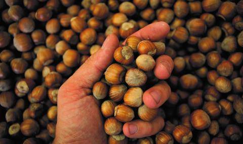 Barry Callebaut achieves FSA Equivalency for Sustainable Hazelnut Charter