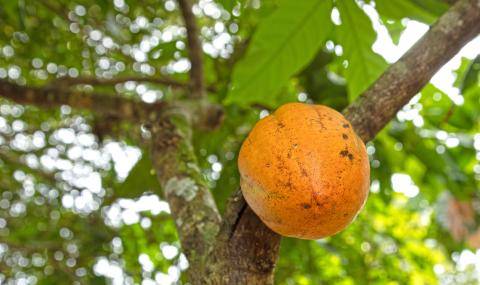 Barry Callebaut and Nestlé Partner to Accelerate Towards Net Zero Cocoa in Brazil