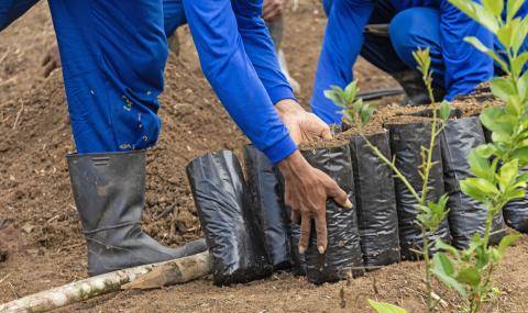 Barry Callebaut and Nestlé Partner to Accelerate Towards Net Zero Cocoa in Brazil