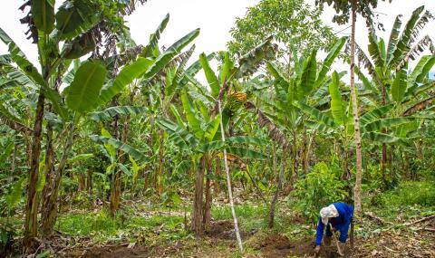 Barry Callebaut and Nestlé Partner to Accelerate Towards Net Zero Cocoa in Brazil