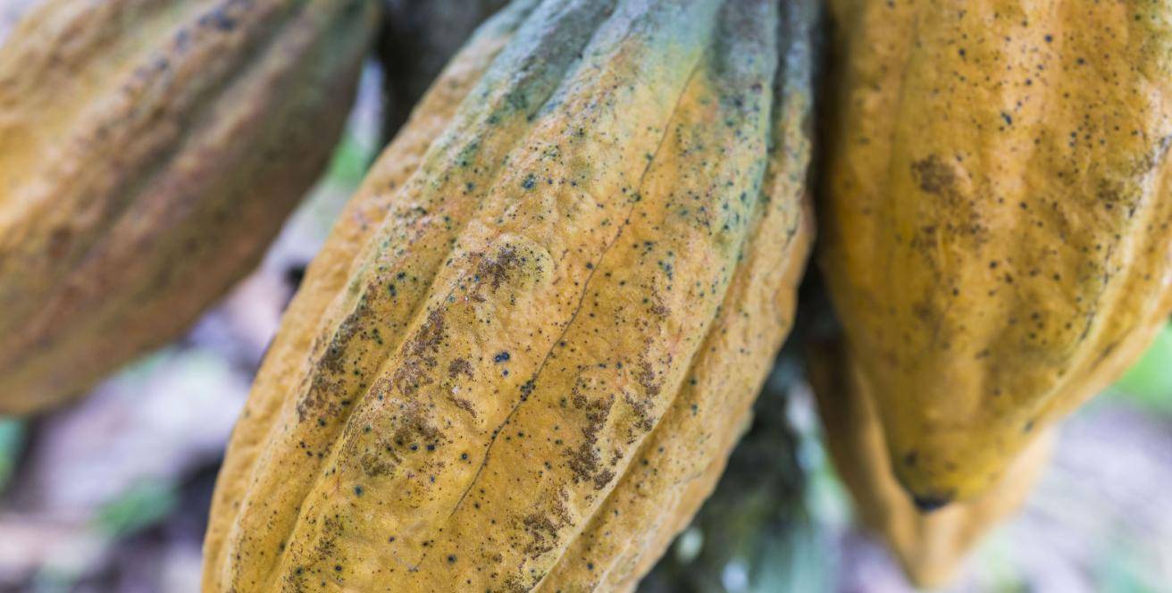 Barry Callebaut Annual Report 2018-19 Sustainability