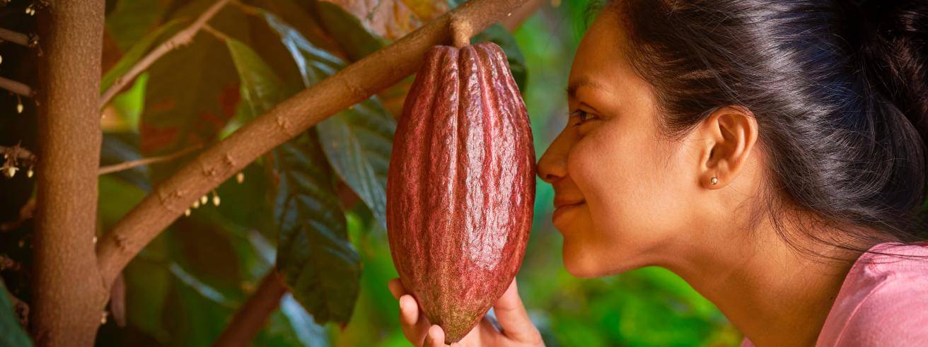cacaofruit