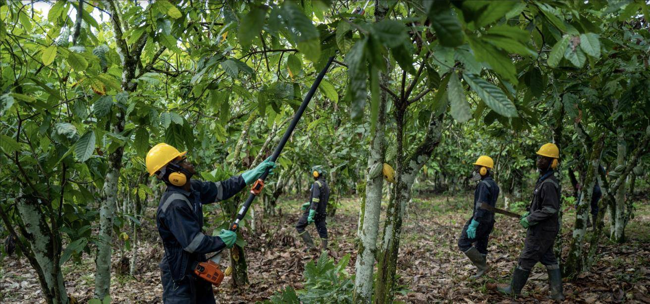 Prospering Farmers - Forever Chocolate