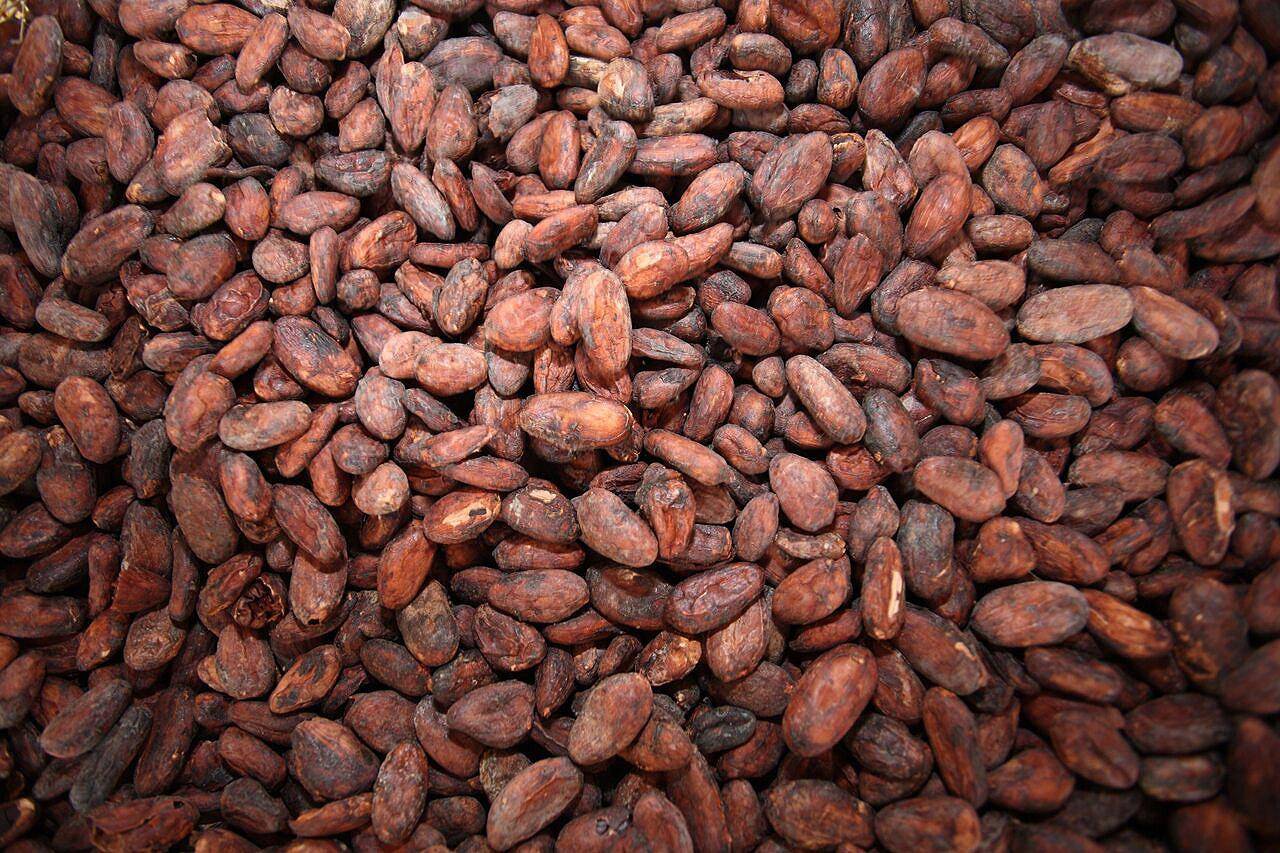 Cocoa beans