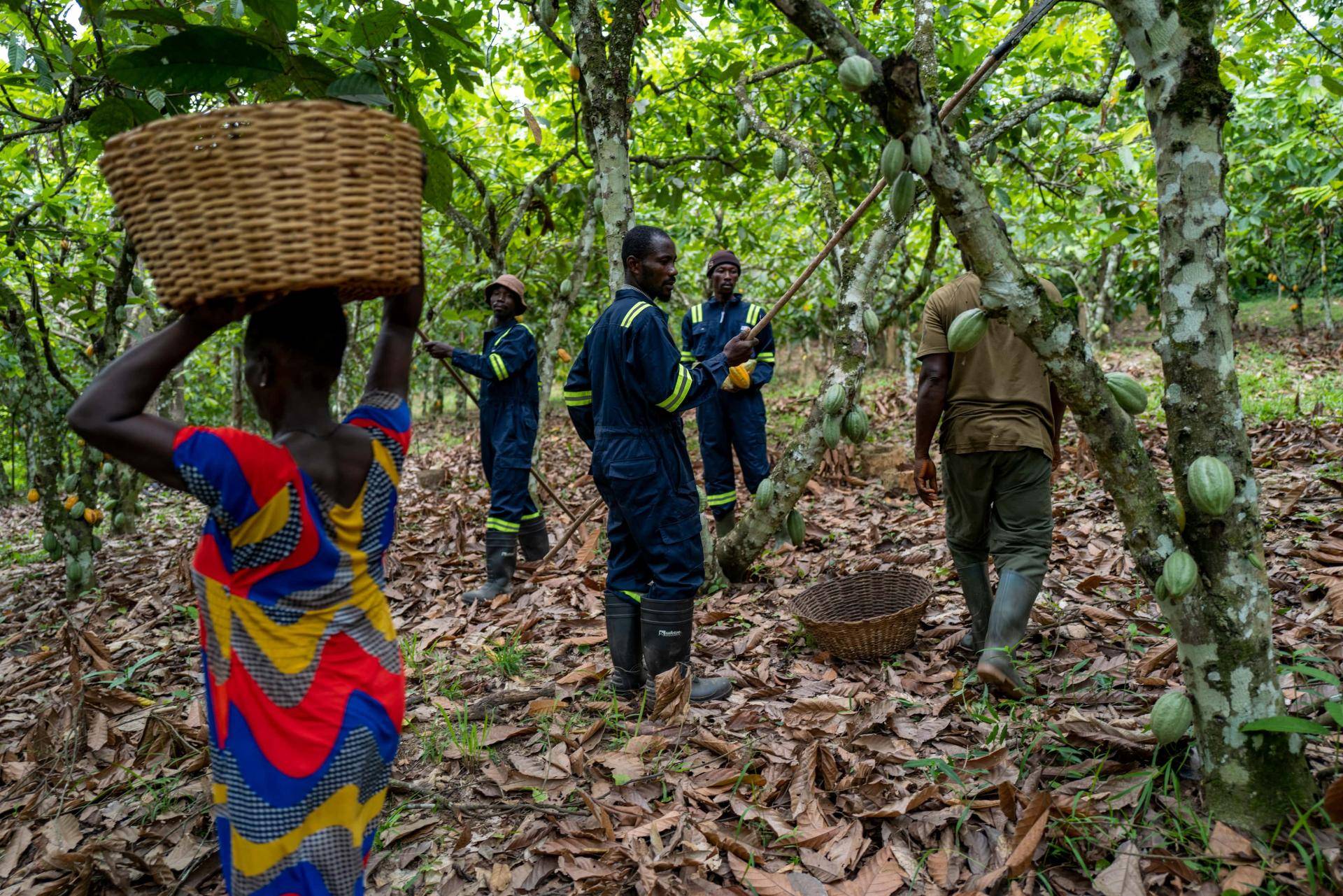 Forever Chocolate Progress Report 2024 Barry Callebaut