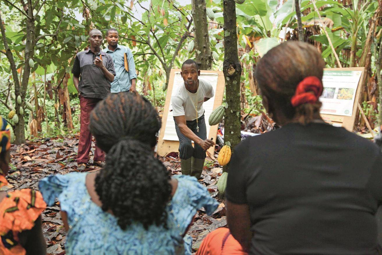 Cocoa Farmer Field School