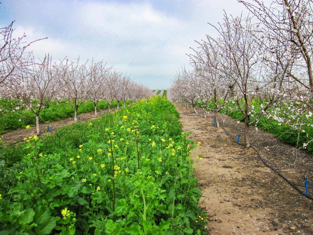 almond cover crops