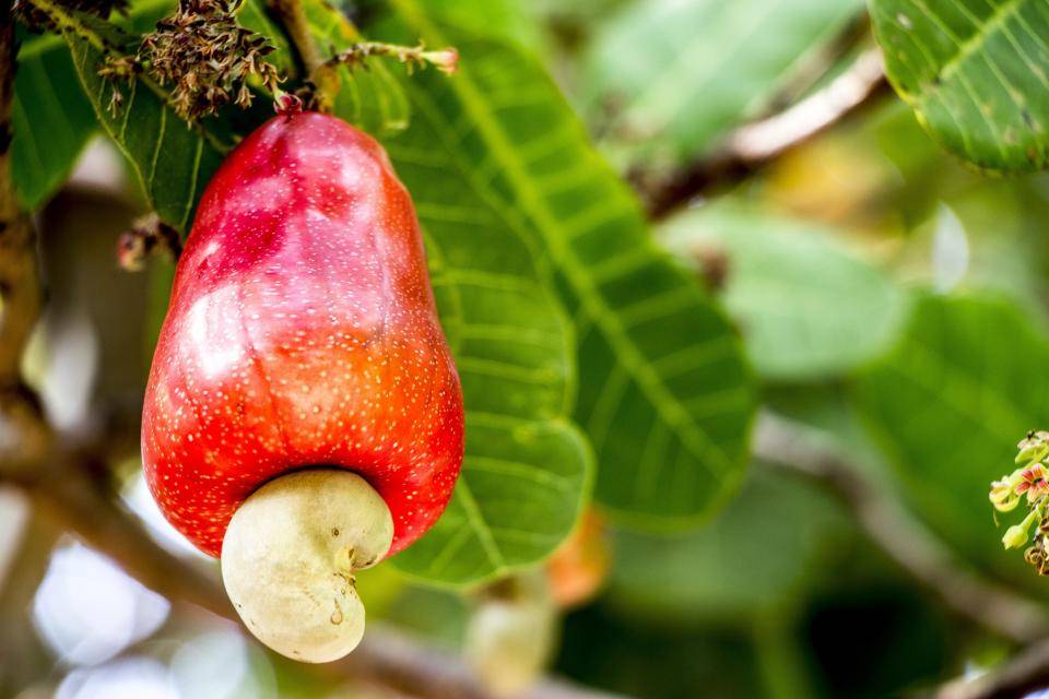 Cashew fruit