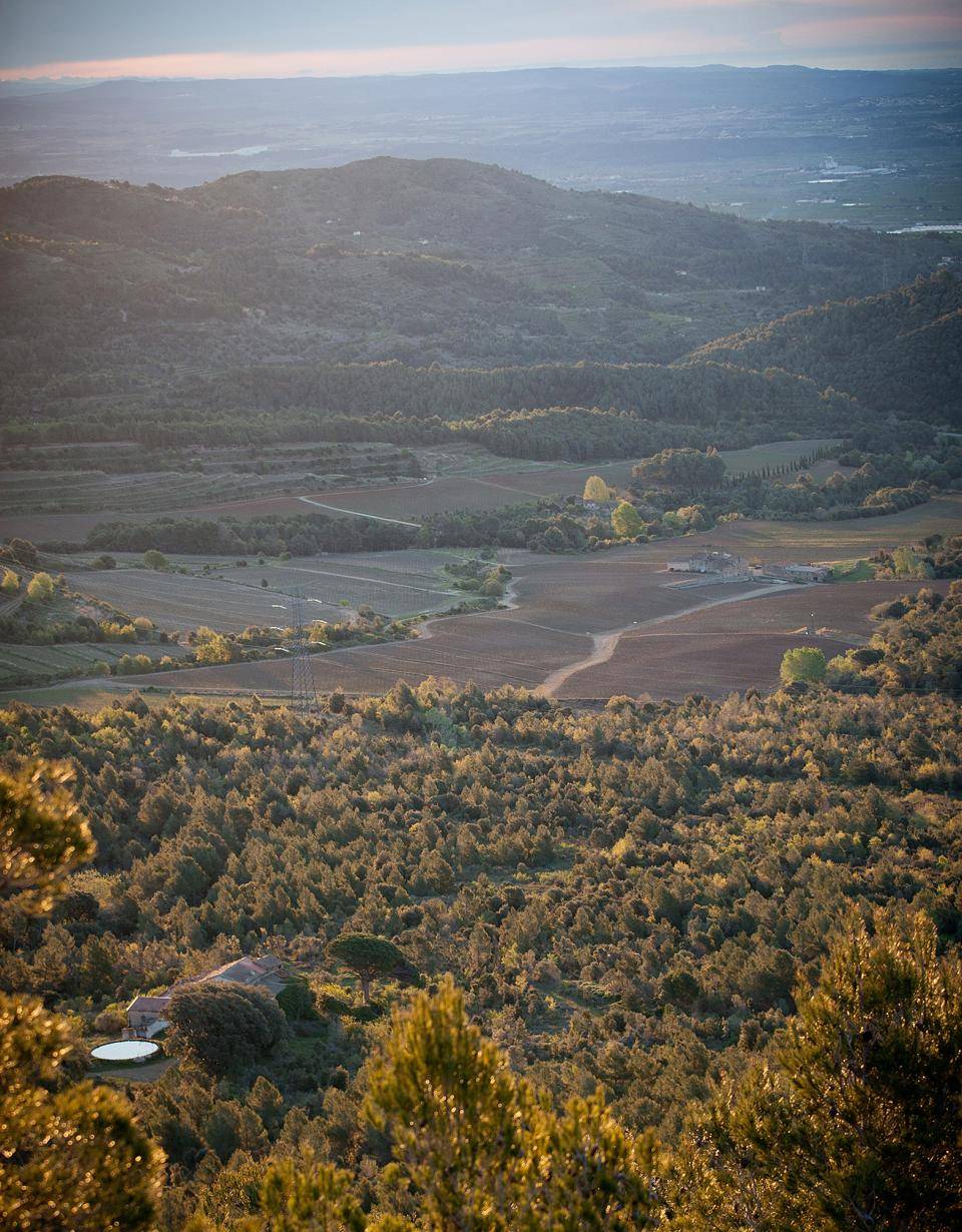 Hazelnut orchards in Spain