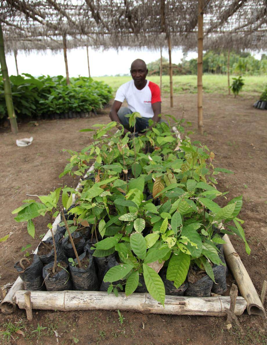 Farmer with a batch of seedlings
