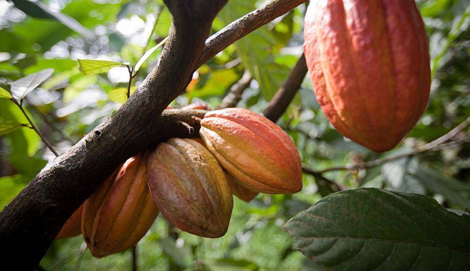 Cocoa pods