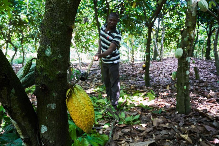 agroforestry and biodiversity