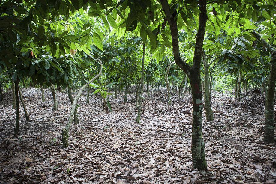 Cocoa plantation