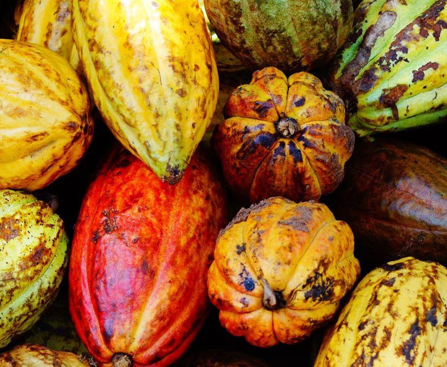 cacao fruits