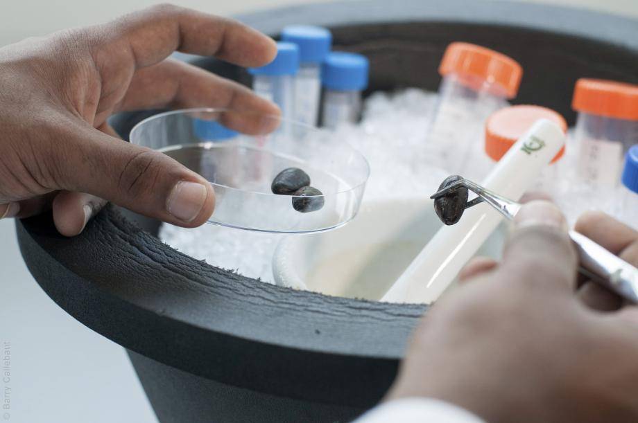 The research team was able to tune mass spectrometers. This allowed them to analyze the large number of cocoa molecules at the same time.