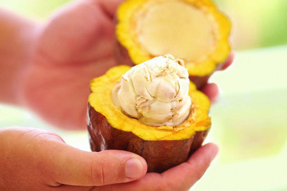 open cacaofruit with beans