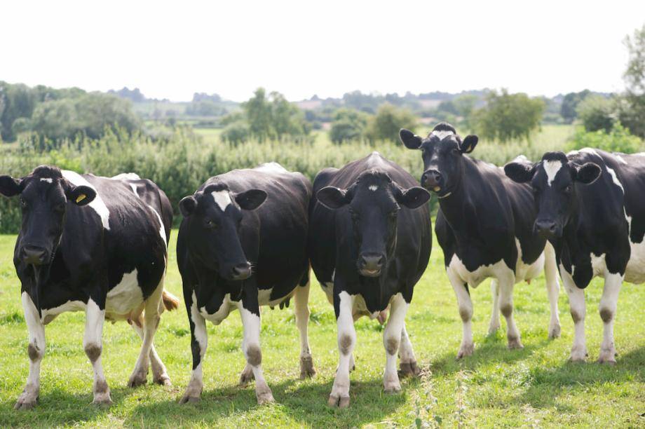 sustainability and chocolate