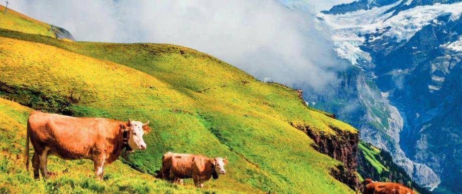 sustainability and chocolate