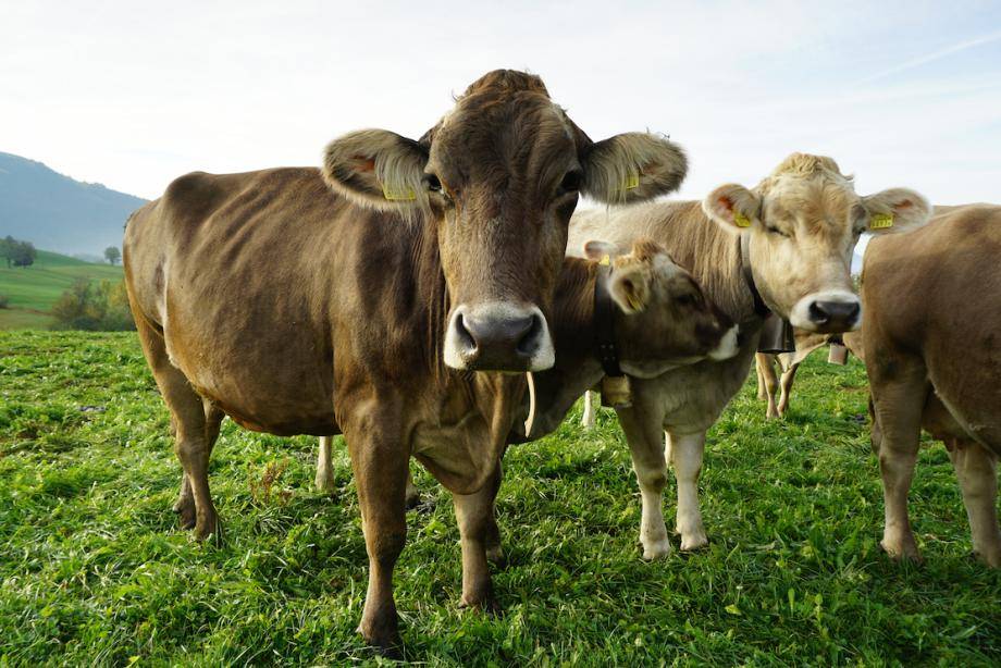 Regenerative Dairy - Barry Callebaut