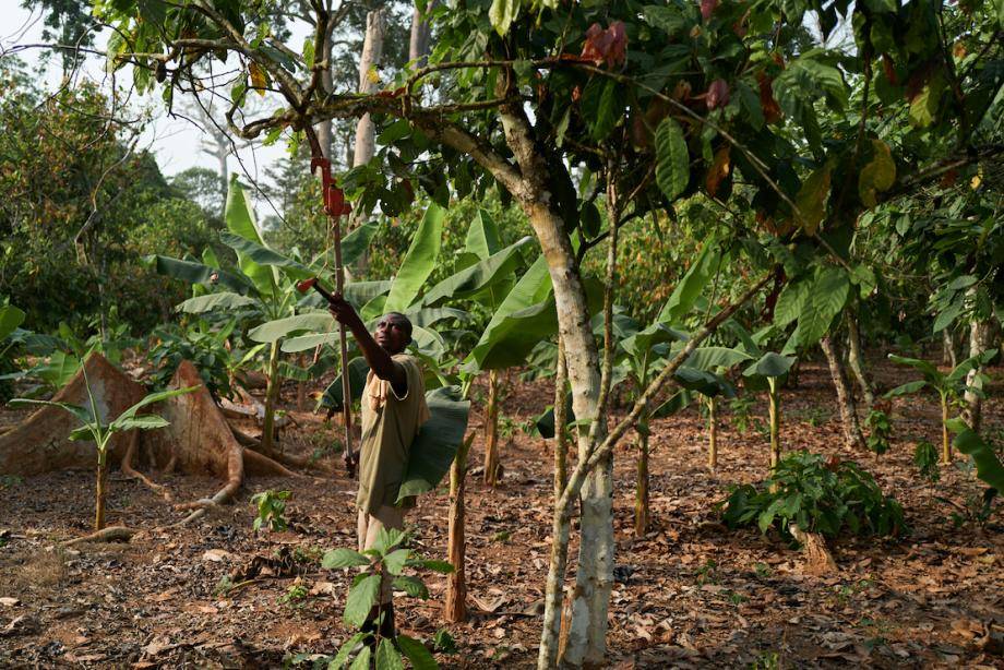 Prospering Farmers - Forever Chocolate