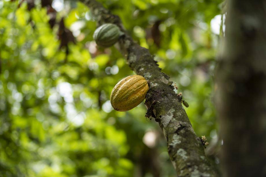Our approach - Sustainability Barry Callebaut