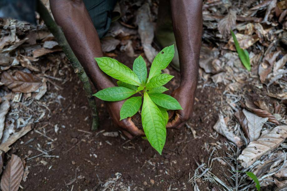 Thriving nature - Forever Chocolate